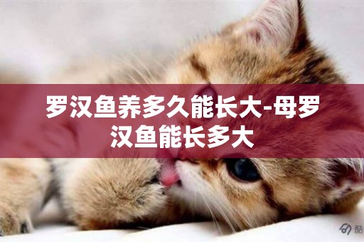 羅漢魚養多久能長大-母羅漢魚能長多大
