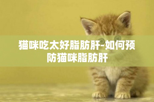 貓咪吃太好脂肪肝-如何預防貓咪脂肪肝