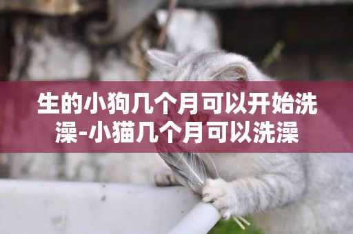 生的小狗幾個月可以開始洗澡-小貓幾個月可以洗澡
