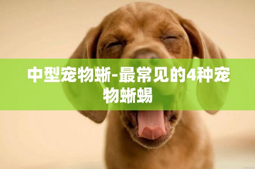 中型寵物蜥-最常見的4種寵物蜥蜴