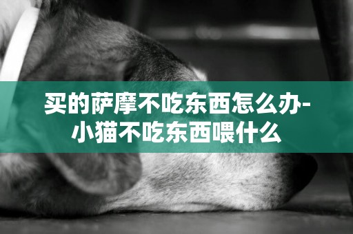 買的薩摩不吃東西怎么辦-小貓不吃東西喂什么