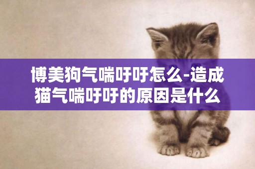 博美狗氣喘吁吁怎么-造成貓氣喘吁吁的原因是什么