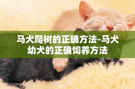 馬犬爬樹的正確方法-馬犬幼犬的正確飼養方法