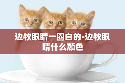 邊牧眼睛一圈白的-邊牧眼睛什么顏色