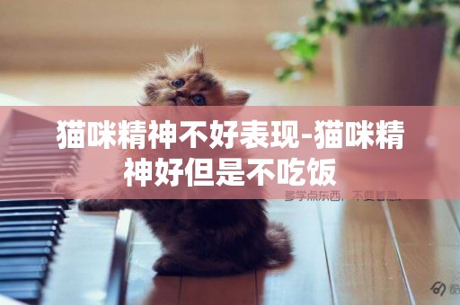 貓咪精神不好表現-貓咪精神好但是不吃飯