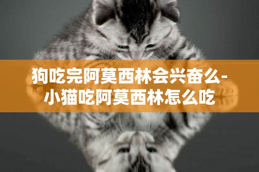 狗吃完阿莫西林會興奮么-小貓吃阿莫西林怎么吃