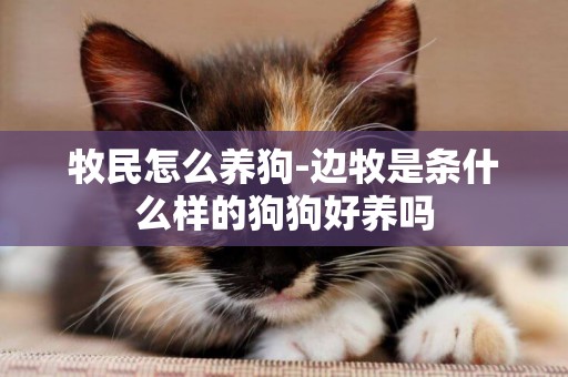 牧民怎么養狗-邊牧是條什么樣的狗狗好養嗎