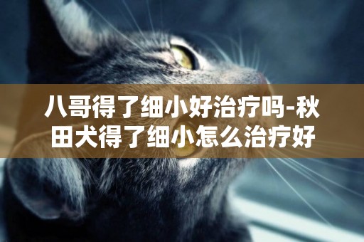 八哥得了細小好治療嗎-秋田犬得了細小怎么治療好