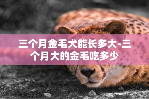 三個月金毛犬能長多大-三個月大的金毛吃多少