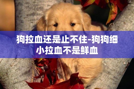 狗拉血還是止不住-狗狗細小拉血不是鮮血
