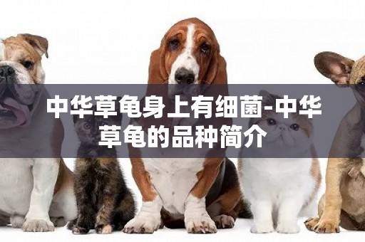 中華草龜身上有細菌-中華草龜的品種簡介