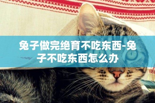 兔子做完絕育不吃東西-兔子不吃東西怎么辦