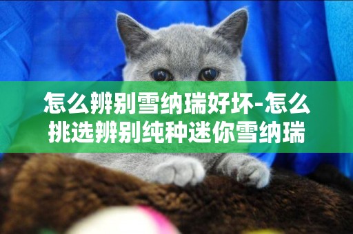 怎么辨別雪納瑞好壞-怎么挑選辨別純種迷你雪納瑞