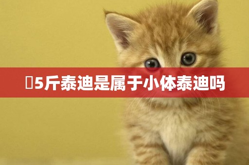 ?5斤泰迪是屬于小體泰迪嗎