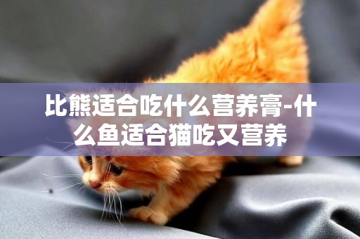 比熊適合吃什么營養膏-什么魚適合貓吃又營養
