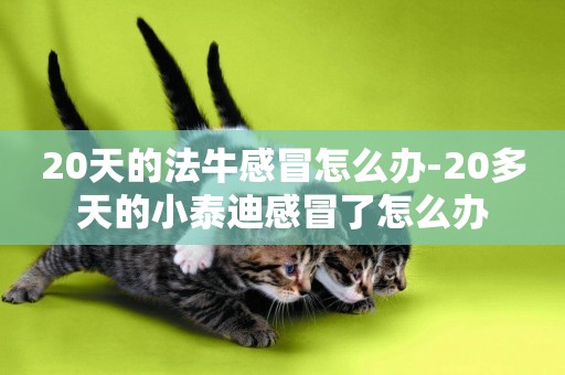 20天的法牛感冒怎么辦-20多天的小泰迪感冒了怎么辦
