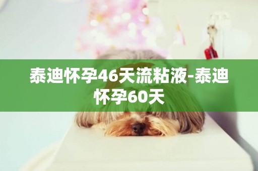 泰迪懷孕46天流粘液-泰迪懷孕60天