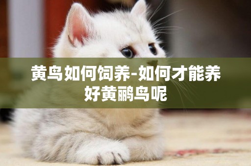 黃鳥如何飼養-如何才能養好黃鸝鳥呢