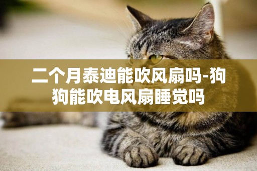 二個月泰迪能吹風扇嗎-狗狗能吹電風扇睡覺嗎