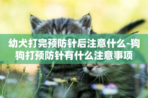 幼犬打完預防針后注意什么-狗狗打預防針有什么注意事項