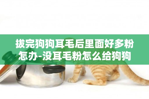 拔完狗狗耳毛后里面好多粉怎辦-沒耳毛粉怎么給狗狗拔耳毛