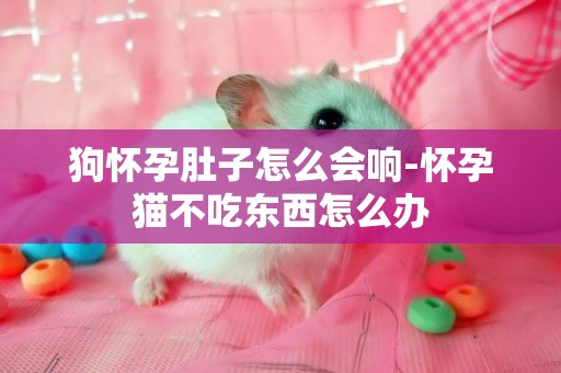 狗懷孕肚子怎么會響-懷孕貓不吃東西怎么辦