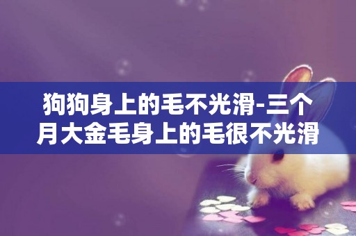 狗狗身上的毛不光滑-三個月大金毛身上的毛很不光滑干躁