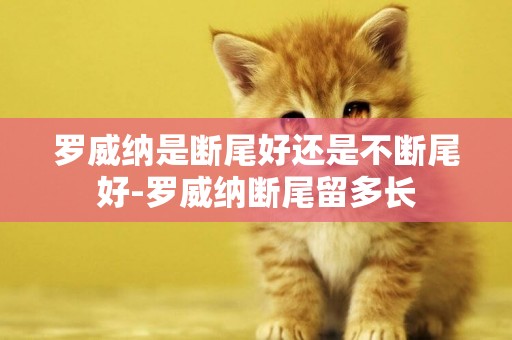 羅威納是斷尾好還是不斷尾好-羅威納斷尾留多長