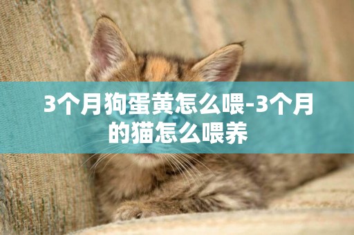 3個月狗蛋黃怎么喂-3個月的貓怎么喂養
