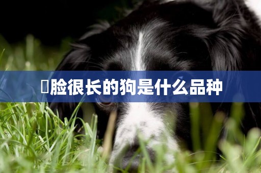 ?臉很長的狗是什么品種