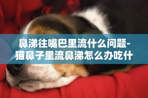 鼻涕往嘴巴里流什么問題-貓鼻子里流鼻涕怎么辦吃什么藥好
