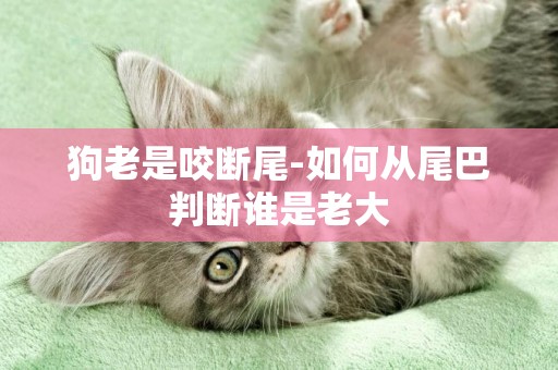 狗老是咬斷尾-如何從尾巴判斷誰是老大