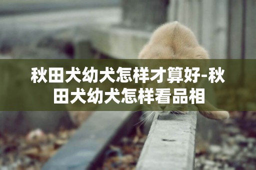 秋田犬幼犬怎樣才算好-秋田犬幼犬怎樣看品相