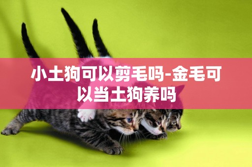 小土狗可以剪毛嗎-金毛可以當土狗養嗎