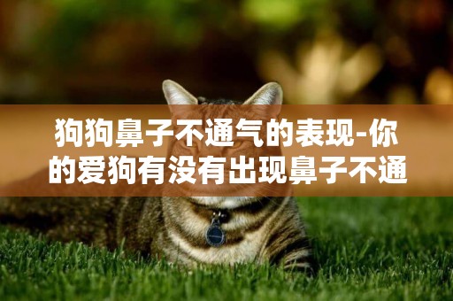 狗狗鼻子不通氣的表現-你的愛狗有沒有出現鼻子不通氣情況