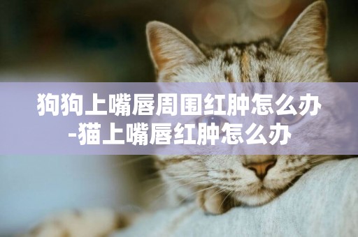 狗狗上嘴唇周圍紅腫怎么辦-貓上嘴唇紅腫怎么辦