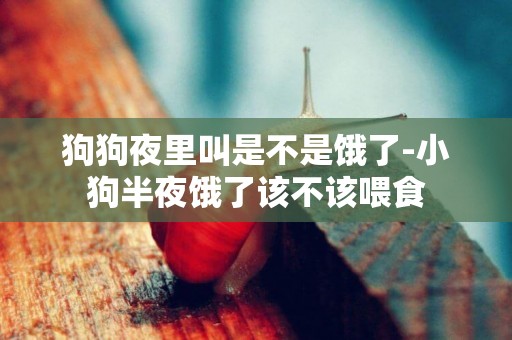 狗狗夜里叫是不是餓了-小狗半夜餓了該不該喂食