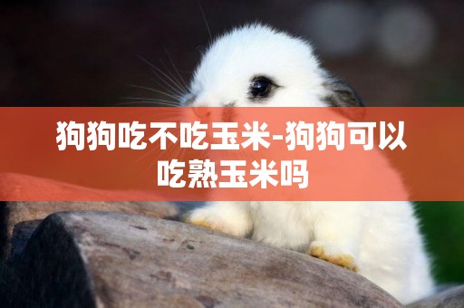 狗狗吃不吃玉米-狗狗可以吃熟玉米嗎