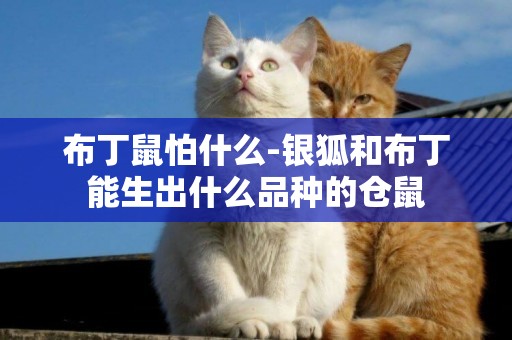 布丁鼠怕什么-銀狐和布丁能生出什么品種的倉鼠