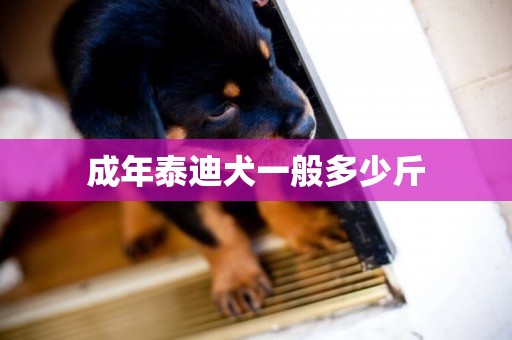 成年泰迪犬一般多少斤