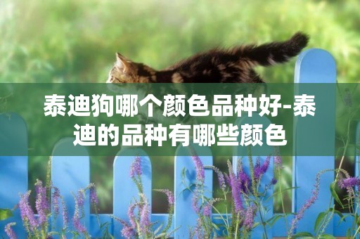 泰迪狗哪個顏色品種好-泰迪的品種有哪些顏色