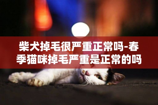 柴犬掉毛很嚴重正常嗎-春季貓咪掉毛嚴重是正常的嗎