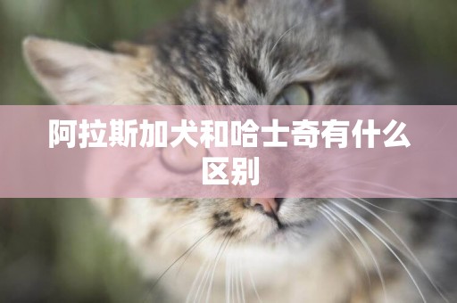 阿拉斯加犬和哈士奇有什么區別