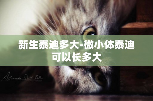 新生泰迪多大-微小體泰迪可以長多大