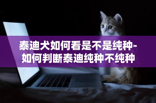 泰迪犬如何看是不是純種-如何判斷泰迪純種不純種