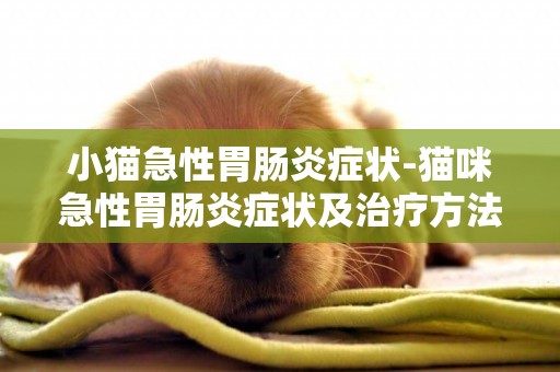 小貓急性胃腸炎癥狀-貓咪急性胃腸炎癥狀及治療方法