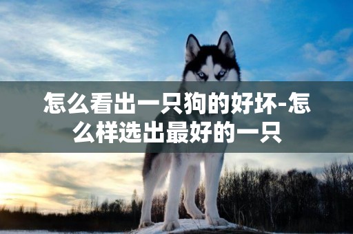 怎么看出一只狗的好壞-怎么樣選出最好的一只