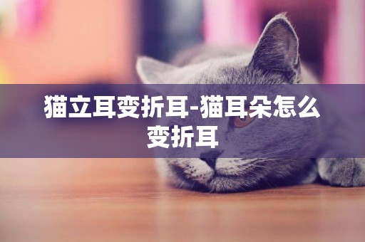 貓立耳變折耳-貓耳朵怎么變折耳
