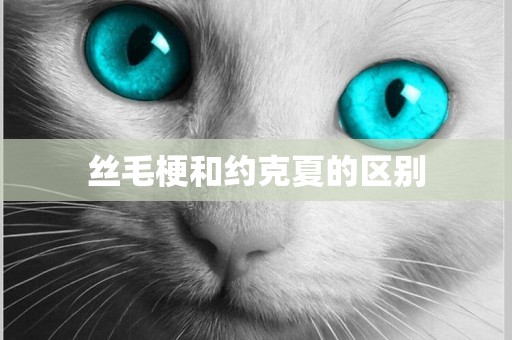 絲毛梗和約克夏的區別