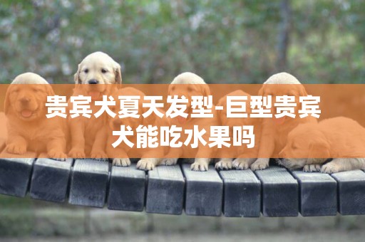 貴賓犬夏天發型-巨型貴賓犬能吃水果嗎